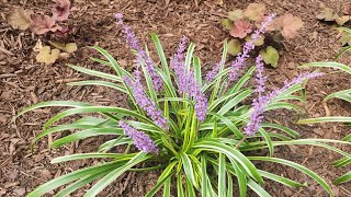 Plant Spotlight Liriope Muscari A tough and versatile perennial [upl. by Erickson]