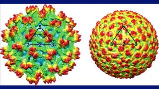 Dengue Fever amp the Mosquito [upl. by Llemhar]