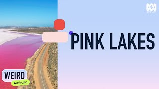 Why does Australia have so many pink lakes  Weird Australia  ABC Science [upl. by Ahsyekat]