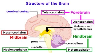 The Structure and Physiology of the Human Brain [upl. by Nance]