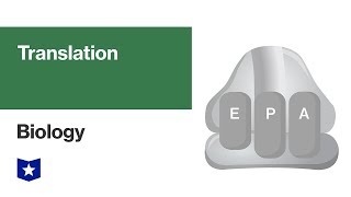 Translation  Biology [upl. by Nathaniel]