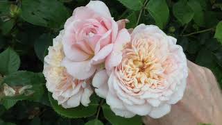 Emily Bronte Rose Review  David Austin Roses [upl. by Hsirrap]