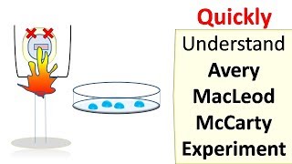 Avery MacLeod McCarty experiment [upl. by Nwahsal]