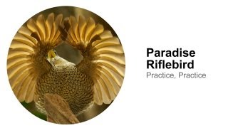 Paradise Riflebird Practice Practice [upl. by Sivert]