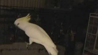 Snowball TM  Our Dancing Cockatoo [upl. by Aicele]