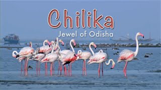 Chilika Jewel Of Odisha HD [upl. by Nobe292]