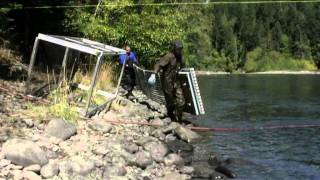 Elwha River floating weir a tool to study adult salmon during and following dam removal [upl. by Elkin]