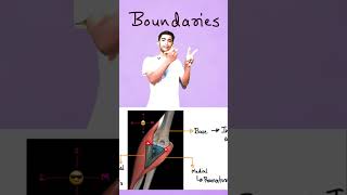 Mastering the Cubital Fossa Boundaries and Contents Explained for 1st Year MBBS Student [upl. by Bushore499]