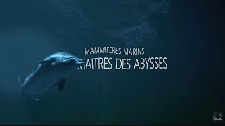 ABYSSES  Le mystères des créatures lumineuses [upl. by Daphna240]