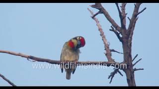 Metronomic call of Coppersmith Barbet Bird Calls [upl. by Meihar602]