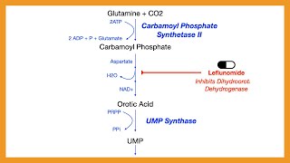 Pyrimidine Synthesis [upl. by Innoc912]