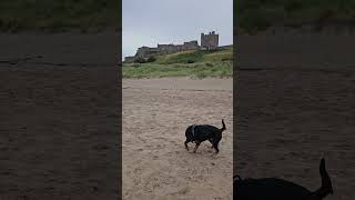 Moet enjoying her time on the beach next to Bamburgh Castle beach rottweiler thelastkingdom [upl. by Breen24]