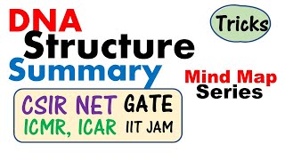 DNA structure biochemistry [upl. by Kariotta]