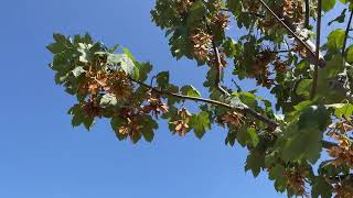 Sycamore  twigs leaves amp samaras  fruit  August 2024 [upl. by Tommy]