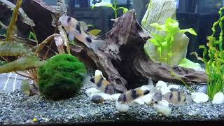 Weitzmani Corydoras [upl. by Airemaj]