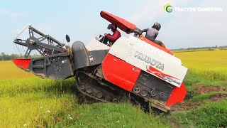 Incredible Kubota Harvester DC 70 Harvest Rice  Cool And Powerful Agricultural Machine [upl. by Connelly]