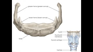 Two Minutes of Anatomy Hyoid Bone [upl. by Nylanna205]