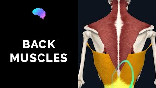 Muscles of the Back 3D Anatomy Tutorial  UKMLA  CPSA [upl. by Llen]