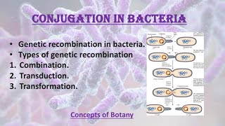 Bacterial conjugation Hfr cell f prime Genetic recombination in bacteria UrduHindi Botany [upl. by Niliram274]