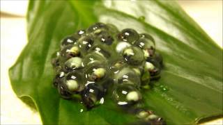 Red Eye Tree Frog Eggs Hatching [upl. by Longan]