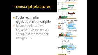 VWO Thema DNA transcriptie [upl. by Aaren]