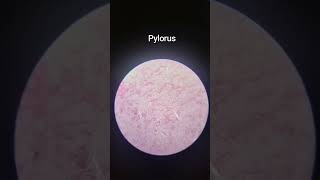 Pylorus [upl. by Karim]