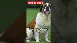 Top 5 biggest dog breeds dog animals [upl. by Santini]