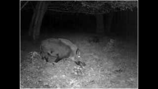 Wildschweine im Wald  Wild Boar in the woods [upl. by Kristofor]