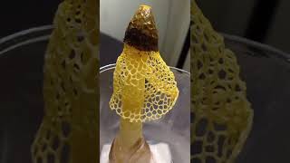 Worlds First Successful indoor fruiting of Stinkhorn fungi Phallus multicolor achieved at Sadolxem [upl. by Esbensen435]