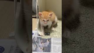 구조된 아깽이 우당탕탕 합사 1일차😼 [upl. by Felita287]