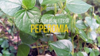 THE HEALTH BENEFITS OF PEPEROMIA SHINNING BUSH PLANT SIREH CINA KETUMPANG AIR MAN TO MAN [upl. by Liborio685]