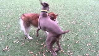 8 month weimaraner playing at dog park [upl. by Nytsirhc543]