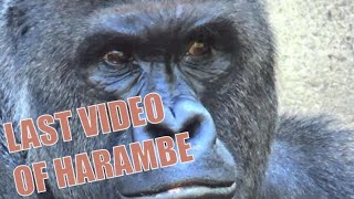 Gorilla Harambe Shot and Killed Today at the Cincinnati Zoo [upl. by Acirt]