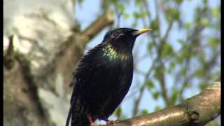 Der Star ein perfekter Imitator und quotBauchrednerquot  Sturnus vulgaris [upl. by Llehcear]