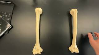 Humerus and Bone Markings [upl. by Ruyle752]