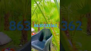 Washingtonia palm plant youtubeshorts viralvideo [upl. by Yrnehnhoj894]