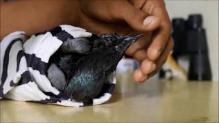 How to treat PMV Pigeons [upl. by Silverman500]