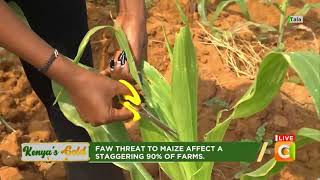 Parasitoids for Fall Armyworm Control Kenyas Gold Citizen TV [upl. by Irrab258]