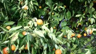 Orange Tree With Huanglongbing HLB Citrus Disease in California [upl. by Etnomed273]