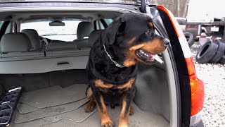 I bought a real car for my dog 72 [upl. by Lindi461]