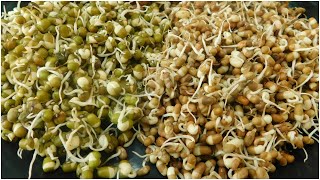 how to make sprouts in home sprouts recipe in kannadamolake kaluಮೊಳಕೆಕಾಳು ಮಾಡುವೆ ಸುಲಭ ವಿಧಾನಮೊಳಕೆ [upl. by Becker]