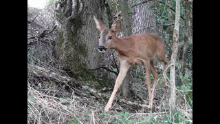 La faune filmée au Pech de Vigne [upl. by Aehsel]