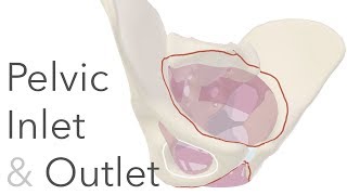 What is the True Pelvis  Pelvic Inlet amp Outlet Anatomy [upl. by Damon]