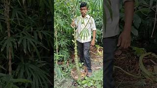 ঘটি বাঁশ গাছ গুলো মাত্র ২৪০ টাকা। shorts minivlog gardening trendingshorts bambutree [upl. by Namhcan]