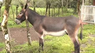 Finca La Guaria Criadero de Burros y Mulas parte 2 [upl. by Farrel]