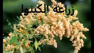 كينوا بديل القمح طرق تكاثر التسميد الرى الرعاية Chenopodium quinoa حلقة 183 [upl. by Eibbor491]