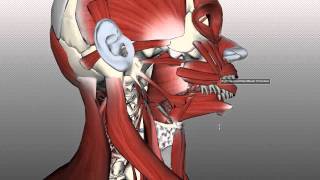 Tongue Muscles and the Hyoid Bone [upl. by Elleahcim391]