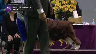 Spaniels English Springer  Breed Judging 2019 [upl. by Grindle818]