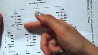 How to Memorize the Dfamily of aldoses to aldohexoses chart [upl. by Yeruoc]