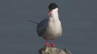 Common Terns at Seaforth Local Nature Reserve Liverpool [upl. by Calbert]